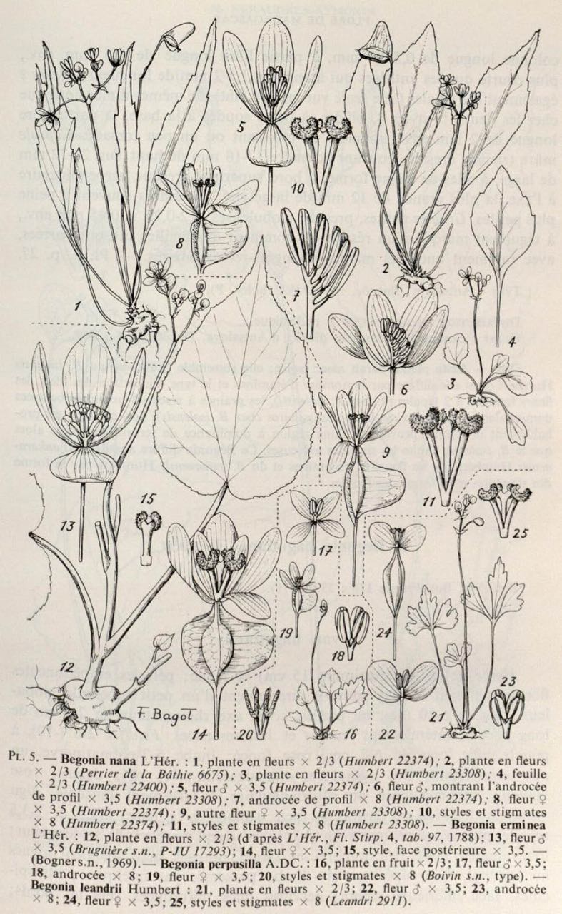 B. erminea var. erminea